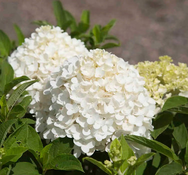 White Wedding Hydrangea
