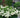 White Wedding Hydrangea