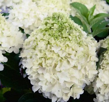 White Wedding Hydrangea