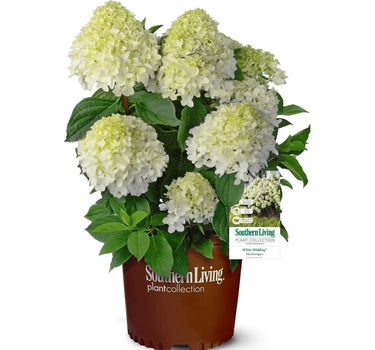 White Wedding Hydrangea
