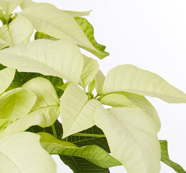 Holiday Poinsettia