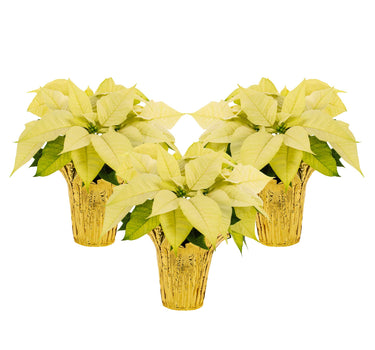 White Holiday Poinsettia (3-Pack)