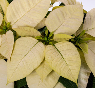 Holiday Poinsettia