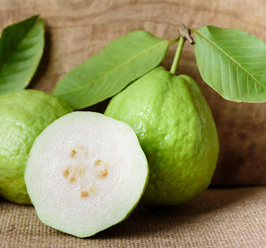 White Guava Tree