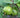 White Guava Tree