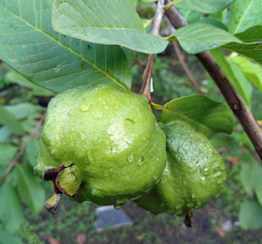 White Guava Tree