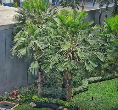 Windmill Palm Tree