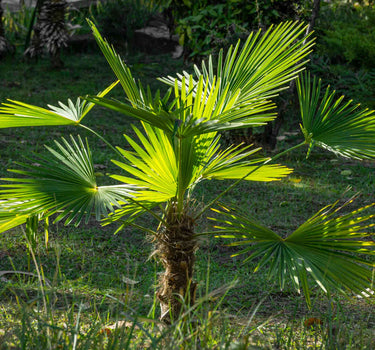 Windmill Palm Tree