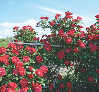 Winner's Circle Rose