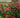 Winner's Circle Rose