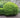 Winter Gem Boxwood