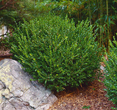 Wintergreen Boxwood