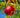 Wonderful Pomegranate Tree