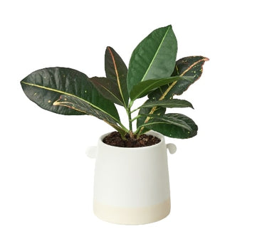 Knob Cylinder Pot - 5 Inch