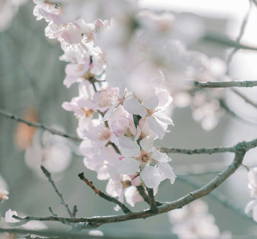Yoshino Flowering Cherry Tree