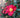 Yuletide Camellia blooms