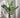 ZZ Plant
