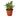 Snake Plant Starlight