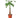 Money Tree 'Guiana Chestnut' Pachira Braid - 4" Pot - NURSERY POT ONLY