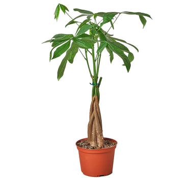 Money Tree 'Guiana Chestnut' Pachira Braid - 4" Pot - NURSERY POT ONLY