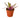 Oyster Plant 'Moses in the Cradle'