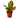 Croton Petra 'Joseph's Coat'