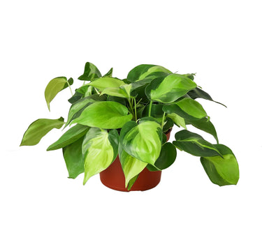 Philodendron 'Brasil'