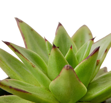 Lipstick Echeveria