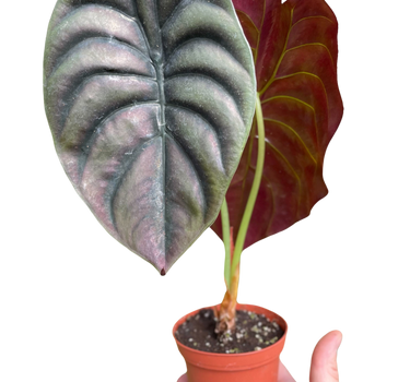 Alocasia 'Red Secret'