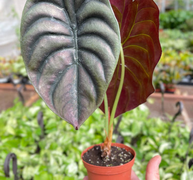 Alocasia 'Red Secret'