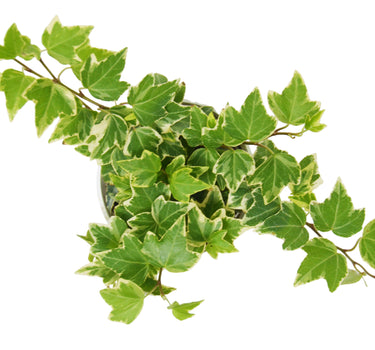English Ivy 'Eva'