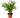 Parlor Palm - 6" Pot - NURSERY POT ONLY