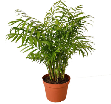 Parlor Palm - 6" Pot - NURSERY POT ONLY