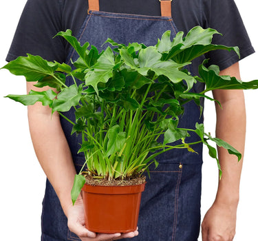 Philodendron ‘Little Hope'