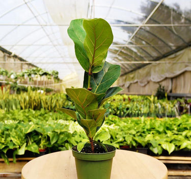 1 Mystery Plant Monthly Subscription Box