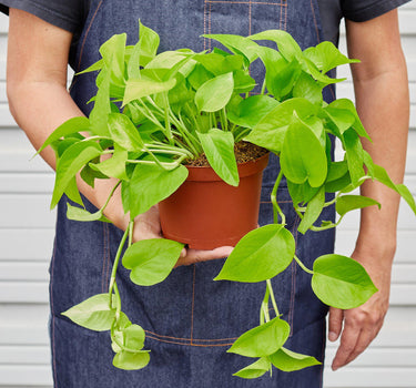 Pothos 'Neon'