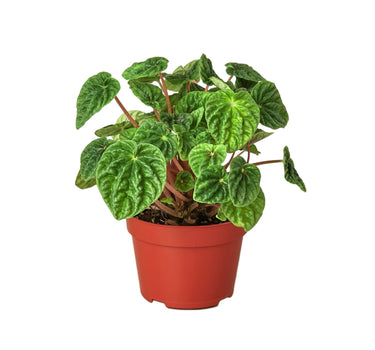 Peperomia 'Ripple' - 4" Pot - NURSERY POT ONLY