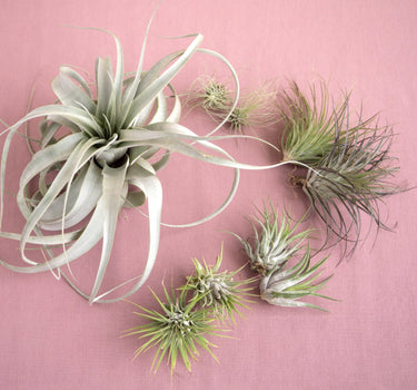Mothers Day Air Plant Bundle