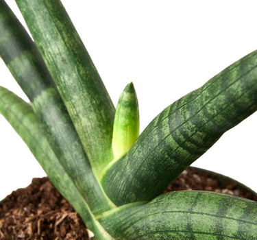 Snake Plant Starfish