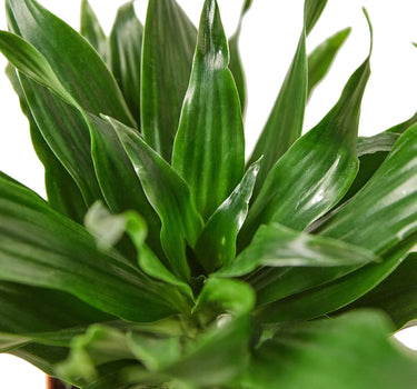 Dracaena 'Janet Craig'