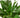Dracaena 'Janet Craig' - 6" Pot - NURSERY POT ONLY