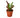 Croton 'Mammy' - 4" Pot - NURSERY POT ONLY