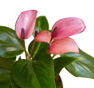 Anthurium 'Purple'