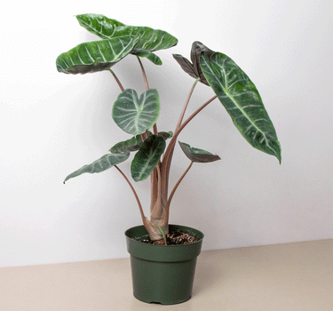 Alocasia Pink Dragon
