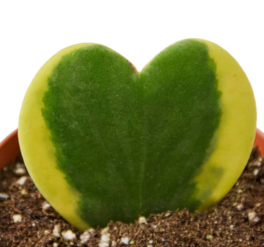 Hoya 'Sweetheart Variegated'
