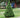 Dwarf Alberta Spruce