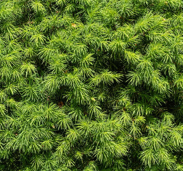 Dwarf Alberta Spruce