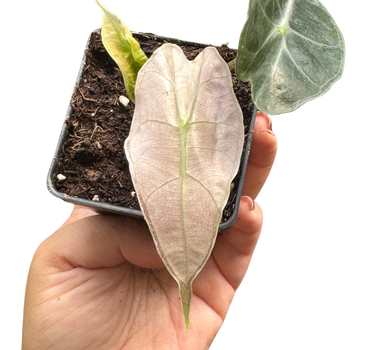 Alocasia Polly Mint Variegated