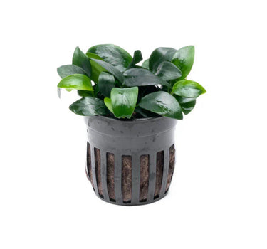 Anubias Nana Bonsai