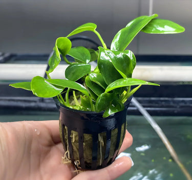 Anubias Nana